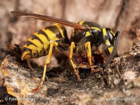 2.7 Hmyz 2.7.1 Vosa obecná (Vespula vulgaris) Vosa obecná se nachází po celé Evropě, části Asie, Severní Ameriky a Austrálie. Je rozšířená po celé České republice. Dosahují do velikosti 1,5 cm.