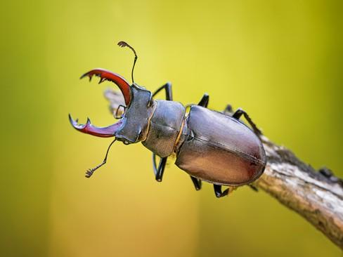 2.7.2 Roháč obecný (Lucanus cervus) Vyskytuje se po celé Evropě včetně Spojeného království a Islandu. U nás je rozšířen po celém území, především pak v listnatých lesích.