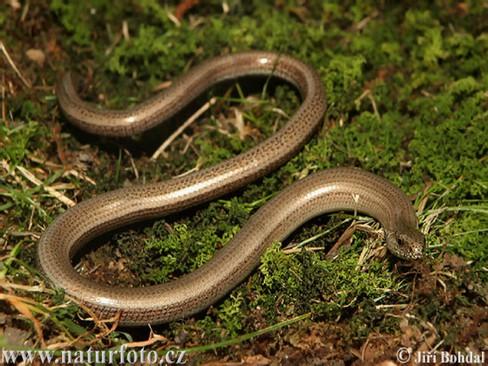 2.8 Ještěři 2.8.1 Slepýš obecný (Anguis fragilis) Vyskytuje se po celé Evropě. Od Pyrenejského poloostrova až po Kavkaz a Ural. Mimo Evropu se vyskytuje v Turecku, Íránu a severní Africe.