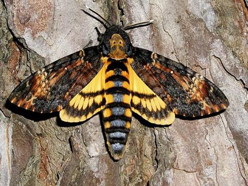 2.9.2 Lišaj smrtihlav (Acherontia atropos) Vyskutuje se v Africe, Evropě a východním Středozemí. V České republice je považován za největšího lišaje. Je jedním z našich největších motýlů.