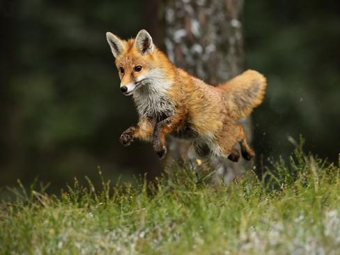 2.1.2 Liška Obecná (Vulpes vulpes) Liška se vyskytuje od severní Evropy po severní Afriku a střední Indii, dále v severní Americe.