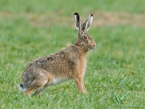 2.2 Zajíci 2.2.1 Zajíc polní (Lepus europaeus) Vyskytuje se po většině Evropy, západní Asii a severozápadní Africe. Dále byl vysazen v Severní a Jižní Americe, Austrálii a na Novém Zélandu.