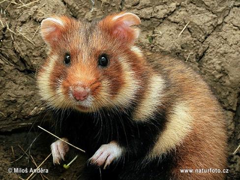 2.3.2 Křeček polní (Cricetus cricetus) Obývá část území od jihozápadní Sibiře po Belgii a severní Francii.V ČR je místy velice hojný, ale v plochách nad 500 m n. m. je spíše vzácný.