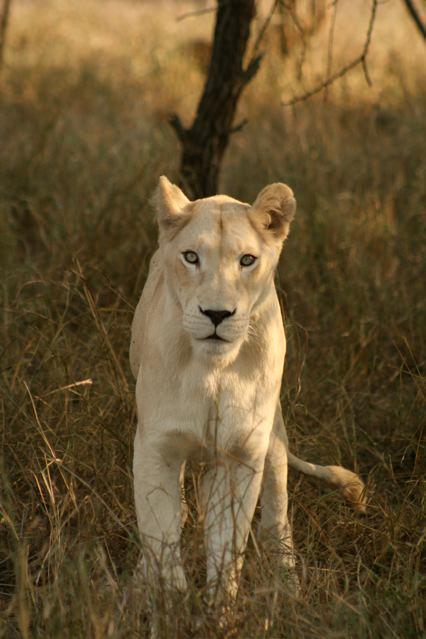 7 denní Cesta s Posvátnými Bílými Lvy v africkém Tsau!