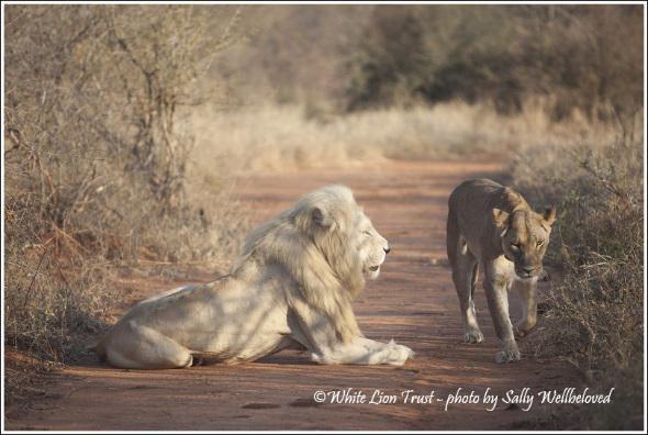 4 denní Cesta s Posvátnými Bílými Lvy v africkém Tsau!