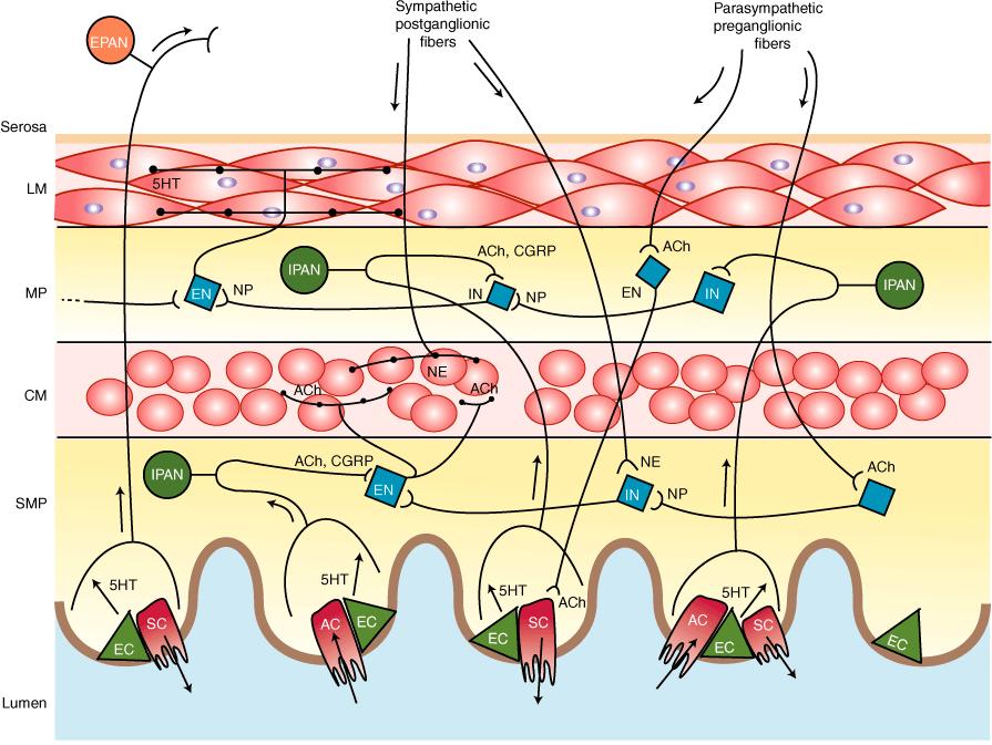 V případě inhibičních motoneuronů byly jako neurotransmittery identifikovány oxid dusný, VIP- vazoaktivní intestinální polypeptid, gama-aminomáselná kyselina, ATP a jiné (12). 3) Interneurony.