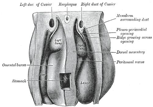 Obr. č. 2: Embryologický vývoj žaludku podle Grey H: Anatomy of the Human Body (32). 6.2.Anatomie žaludku Obr. č.3: Anatomie svaloviny žaludeční stěny (32).