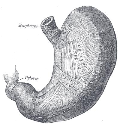 pylorus (tvořídí hranici mezi žaludkem a duodenem).
