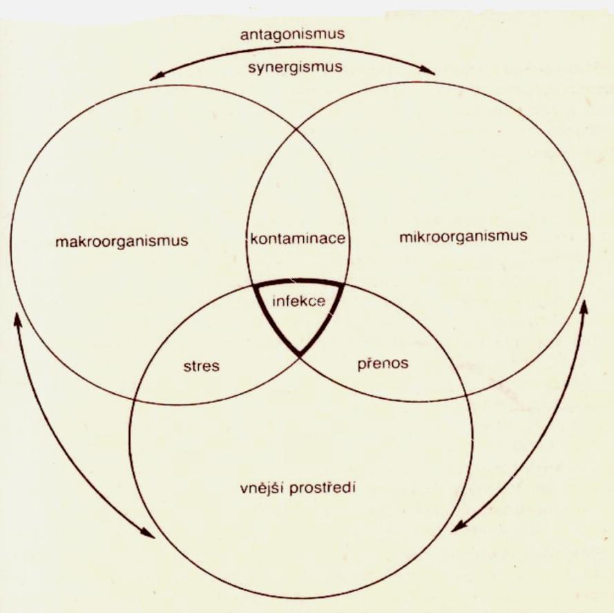 Obrázek č. 2 interakce tří biosystémů uplatňujících se v patogenezi mastitid (Hejlíček a kol., 1987) 3.4.