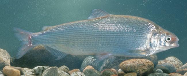 Č: síhovití (Coregonidae) - dnes často jen jako podčeleď - chladnomilné