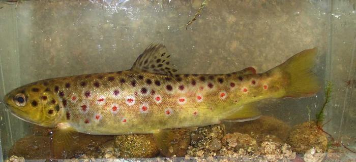 Lososi Salmoniformes - drobné cykloidní šupiny (hlava