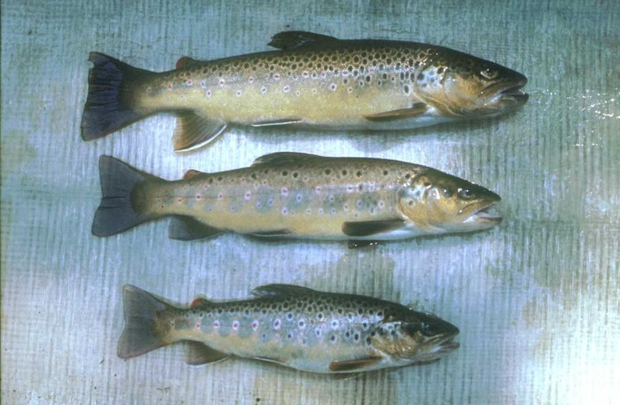 potoční Salmo trutta m.