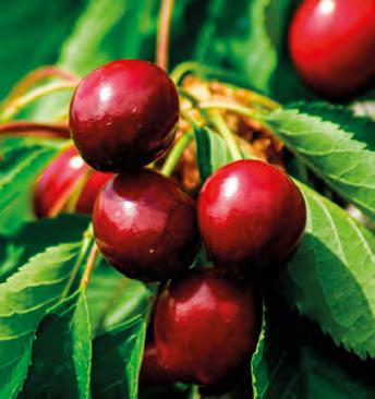 Plody jsou velké, kulovité až široce kulovité. Slupka má červenou barvu a ukrývá šťavnatou dužninu, která je výborné chuti, je tuhá a sladká. Šťáva barví slabě. Plody sbíráme mezi 6. a 7.