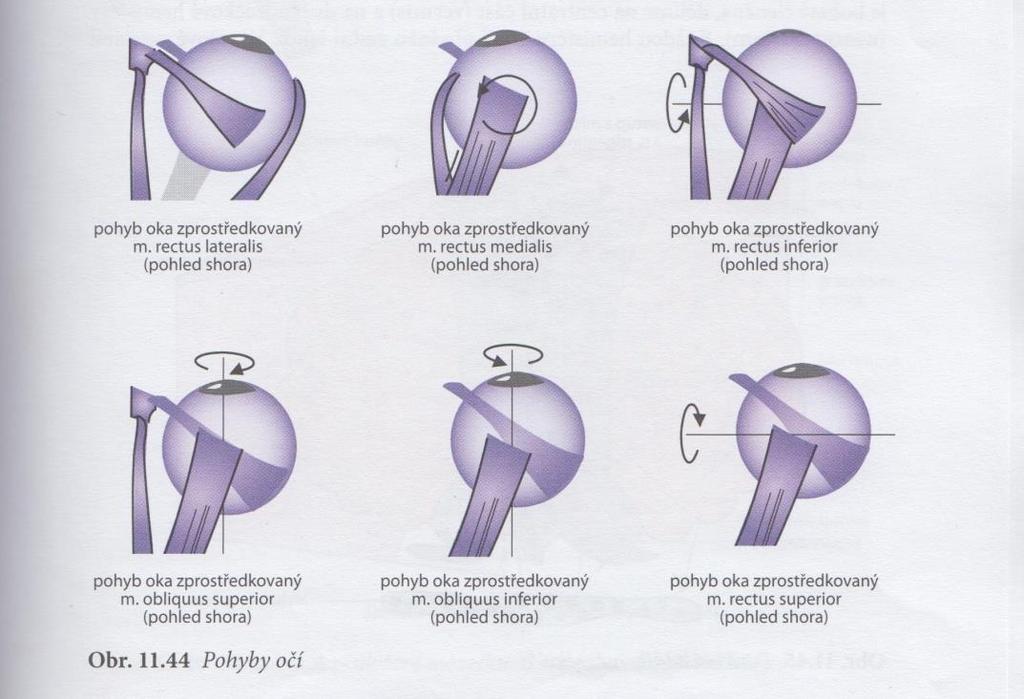 7VIZUOMOTORICKÁ KOORDINACE 7 VIZUOMOTORICKÁ KOORDINACE Vizuomotorika se zabývá souhrou očních pohybů s pohyby těla (spolupráce rukou a očí).