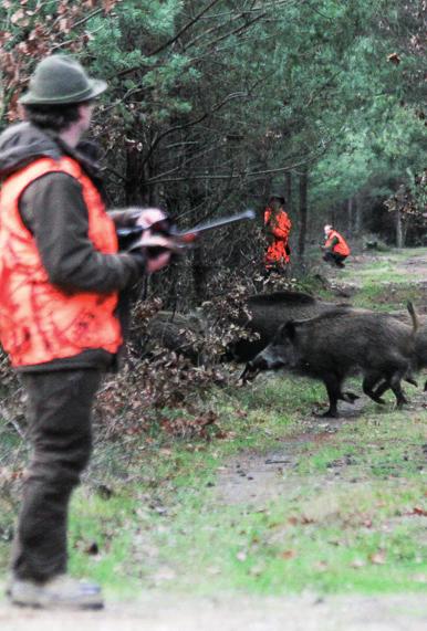 Preparace 800,- Úspěšný doprovod 700,- Neúspěšný doprovod 250,- Škára včetně stažení a očištění 3600,- CENY PŘI NAHÁŇCE