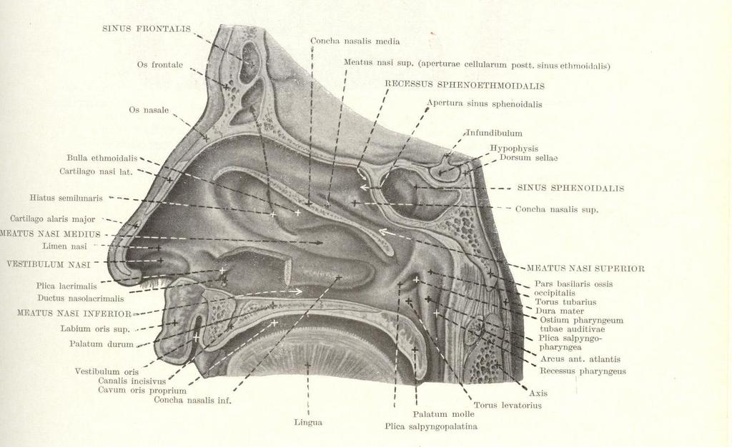 Laterální stěna dutiny nosní Převzato z: Kiss F.
