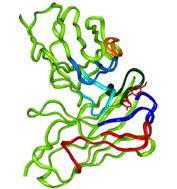 TSH receptor a protilátky TSH-R je glykoprotein sestávající se ze 74 aminokyselin podobný