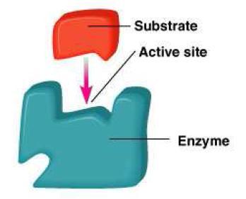 kompetitivního inhibitoru zvyšuje K M snižuje afinitu enzymu k substrátu zvýšenou koncentrací