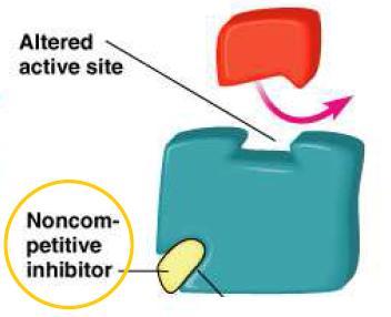 Inhibice enzymů nekompetitivní inhibitor není strukturně podobný substrátu, váže se mimo aktivní místo navázání inhibitoru deformuje aktivní centrum enzymu dochází ke snížení v max (snížila se