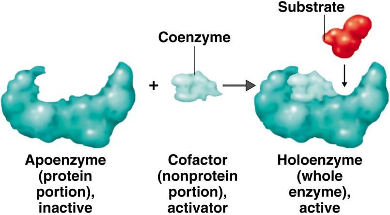 Struktura enzymů globulární bílkoviny, často obsahující ještě nebílkovinnou složku výjimku tvoří některé druhy RNA s katalytickou funkcí (ribozymy) dělení jednoduché čisté bílkoviny např.