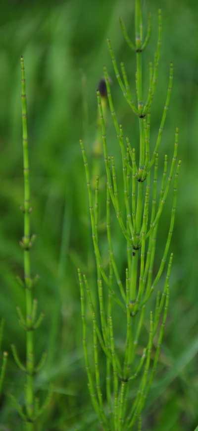 Čeleď Equisetaceae (přesličkovité) Equisetum palustre