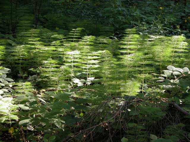 Čeleď Equisetaceae (přesličkovité)* Equisetum sylvaticum (přeslička lesní)