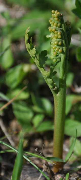 Podtřída Ophioglossidae/Psilotidae* Řád Ophioglossales (hadilkotvaré) vytrvalé byliny s krátkým oddenkem a masitými kořeny z oddenku vyrůstá zpravidla jeden list, který je