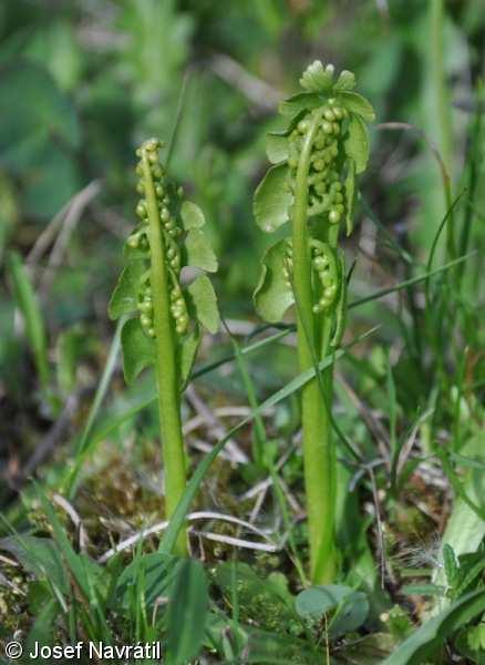 Řád Ophioglossales Čeleď Ophioglossaceae (hadilkovité)* Botrychium lunaria