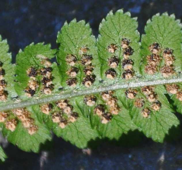 Podtřída Polypodiidae (kapradiny) sporangia sestavená do kupek (sorus),