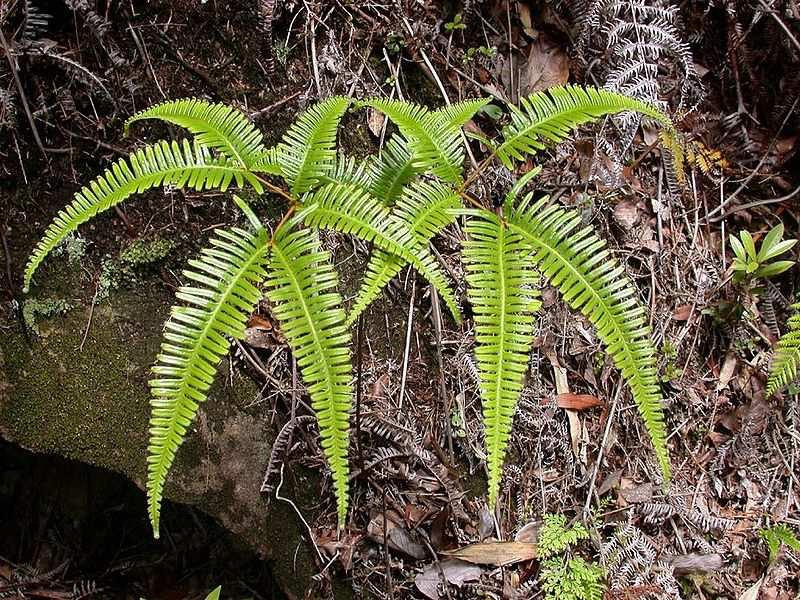 Podtřída Polypodiidae (kapradiny)* Řád Gleicheniales 3 families, 160 species Čeleď Gleicheniaceae pantropical terrestrial herbaceous ferns with pseudodichotomous branching of leaves 6 genera, 144