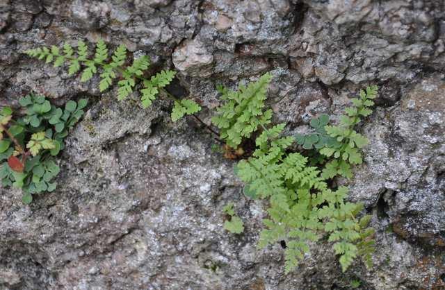 Řád Polypodiales* Čeleď Cystopteridaceae (puchýřníkovité) převážně drobné epipetrické kapradiny mírného