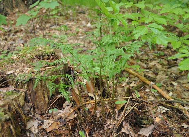 Řád Polypodiales Čeleď Dryopteridaceae