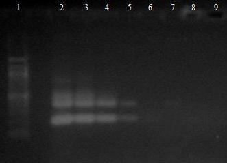 6.3.4 Druhově specifická PCR Lactobacillus rhamnosus DNA z čisté kultury Lactobacillus rhamnosus CCM 1825 byla naředěna TE pufrem na koncentraci 10 ng/µl 1 fg/ l a následně amplifikována s druhově