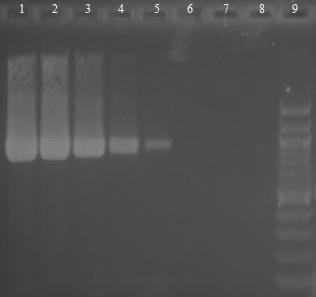 6.4.6 Druhově specifická PCR Bifidobacterium animalis DNA z čisté kultury Bifidobacterium animalis CCM 4988 byla naředěna TE pufrem na koncentraci 10 ng/µl 1 fg/ l a následně amplifikována s druhově