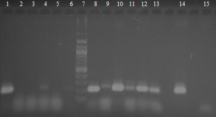 Magnetické částice Fenolová extrakce Obr. 23: Agarosová gelová elektroforéza rodově specifických PCR produktů (250 bp) s primery LbLMA-1 a R16-1.