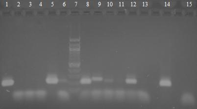 Magnetické částice Fenolová extrakce Obr. 25: Agarósová gelová elektroforéza rodově specifických PCR produktů (250 bp) s primery LbLMA-1 a R16-1.