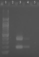 6.16.3 Druhově specifická PCR pro Lactobacillus casei s primery PrI a CasII Byly použity druhově specifické primery pro bakterie druhu Lactobacillus casei PrI a CasII (viz kapitola 5.5.5).