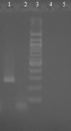 6.18.3 Druhově specifická PCR pro Bifidobacterium bifidum s primery BiBIF-1 a BiBIF-2 Byly použity druhově specifické primery pro bakterie druhu Bifidobacterium bifidum BiBIF 1 a BiBIF 2 (viz