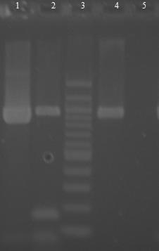 6.18.4 Druhově specifická PCR pro Bifidobacterium animalis s primery Ban F2 a Pbi F1 Byly použity druhově specifické primery pro bakterie druhu Bifidobacterium animalis Ban F2 a Pbi F1 (viz kapitola