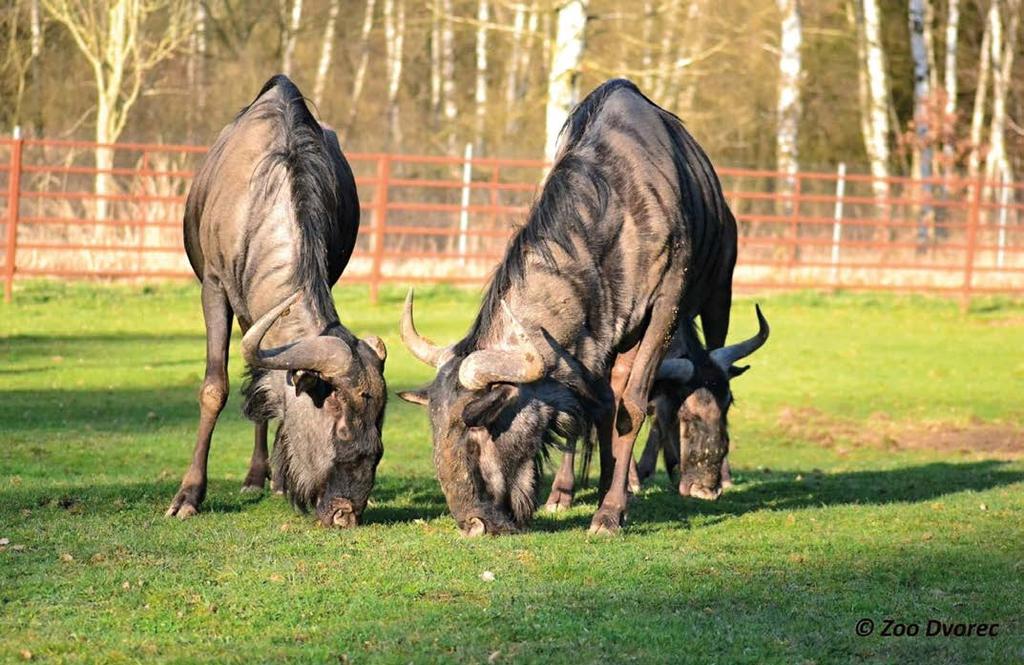 Výroční zpráva 2017 CHOVATELSKÝ A VETERINÁRNÍ ÚSEK Pakůň žíhaný modrý (Connochaetes taurinus taurinus) Chov pakoní začal v naší zoo 1. 4.