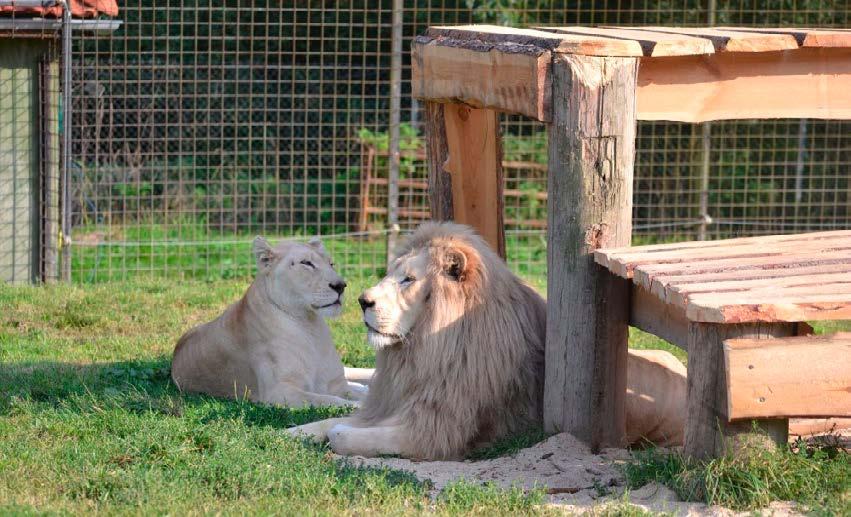 Výroční zpráva 2017 PRVNÍ SVĚTOVÝ ODCHOV JIHOAFRICKÝCH BÍLÝCH LVŮ V ČR Zoologická zahrada přepsala historii chovu lvů. Ve čtvrtek 4. 5.