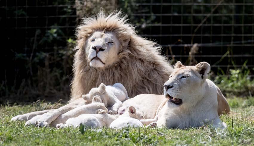 Samice Tia (7 let) a samec Agi (6,5) se poměrně rychle adaptovali na nové prostředí. Páření probíhalo v polovině ledna. Samice lvů jsou březí cca 116 dní.