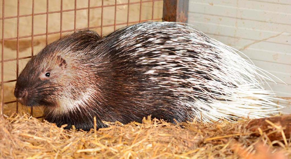 areálu zoo u každého druhu zvířete. Každý návštěvník má možnost získat základní vědomosti o zvířatech chovaných v zoo.