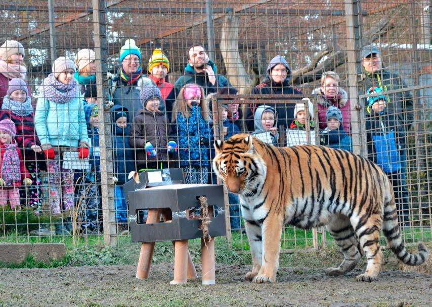 Výroční zpráva 2017 AKTIVITY S NÁVŠTĚVNÍKY Zážitkový program Staň se ošetřovatelem v zoo Během jednoho dne si běžní návštěvníci vyzkoušeli práci ošetřovatele.