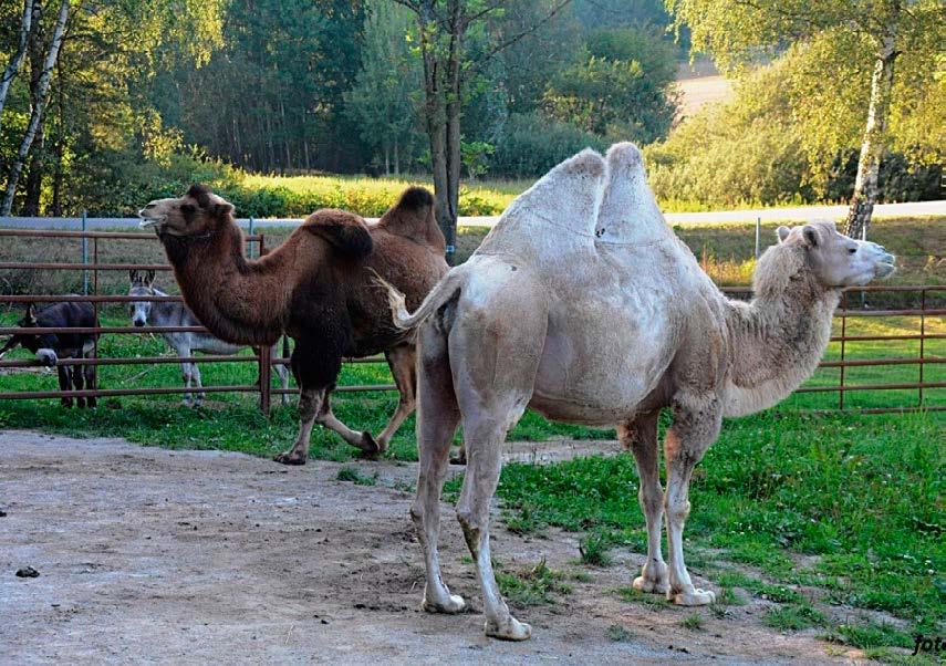 Soutěže, kvízy, péče o zvířata a cestování po okolí zoo bylo zakončeno úklidem lesu u parkoviště a sčítáním mravenišť.