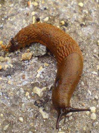 Druhy významné v ČR Arion lusitanicus (Arionidae) původní v západní Evropě (Pyrenejský poloostrov,