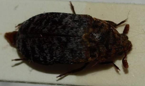 Koţojed skvrnitý (Attagenus pellio Linnaeus, 1758) Larva má velikost kolem 12 mm. Barvy rezavé aţ světle hnědé. Na konci těla je chomáček dlouhých chlupů.