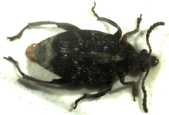 Zrnokaz fazolový (Acanthoscelides obtectus Say, 1859) Larva je aţ 5 mm dlouhá, s tmavou zřetelně vyvinutou hlavou, bíloţluté barvy (CHADOVÁ 2006).