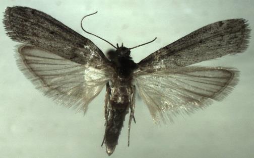 Zavíječ moučný (Ephestia kuehniella Zeeler, 1879) Housenka je 15 20 mm dlouhá. Tělo má ţlutobílé, hlava a poslední článek zadečku jsou zbarveny červenohnědě.