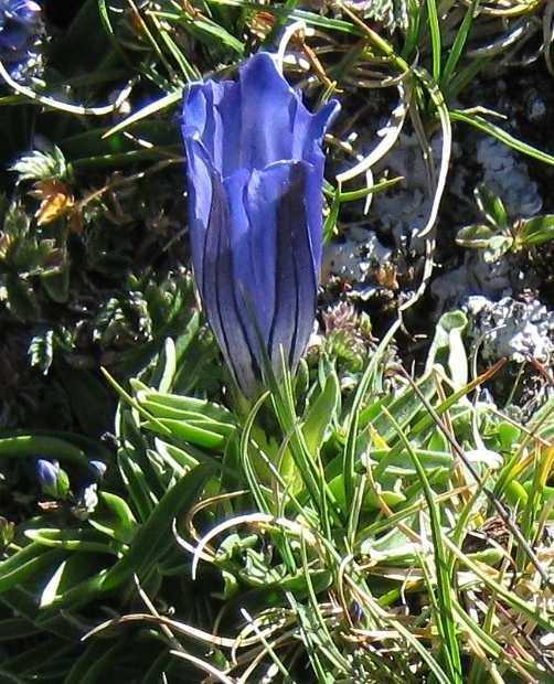 Gentiana